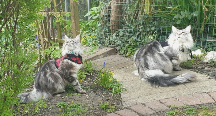 Parsacoon Lynx & Luna