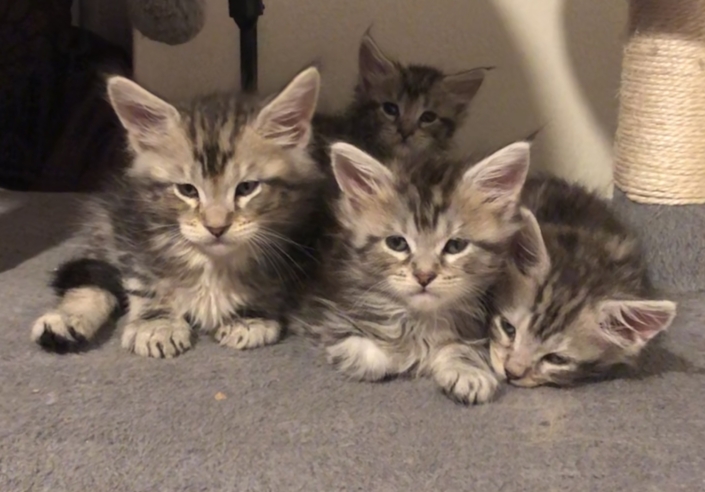 Parsacoon previous litters