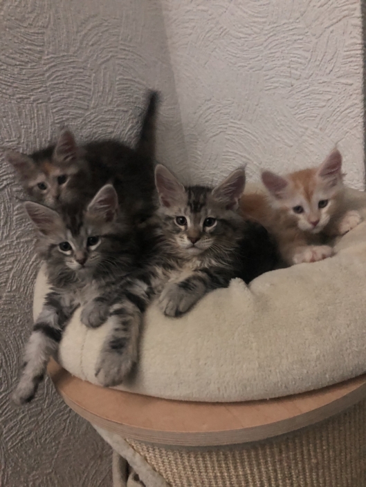 Parsacoon Previous litters