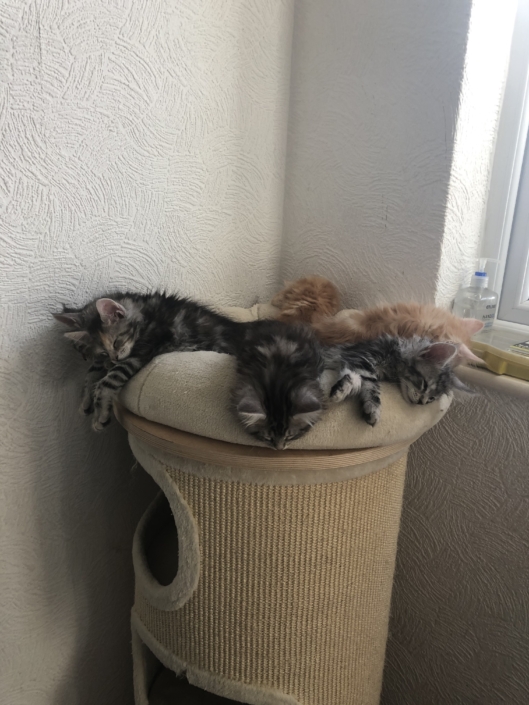Parsacoon previous litters