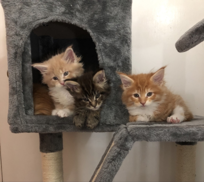 Previous litters Parsacoon Blossom , chewbacca , Peanut