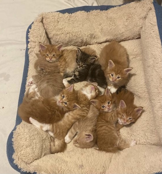 Parsacoon Previous litters