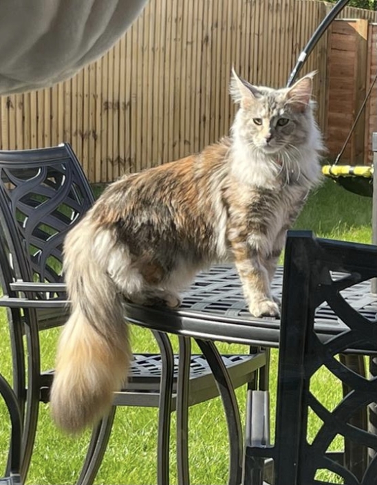 Parsacoon Mable