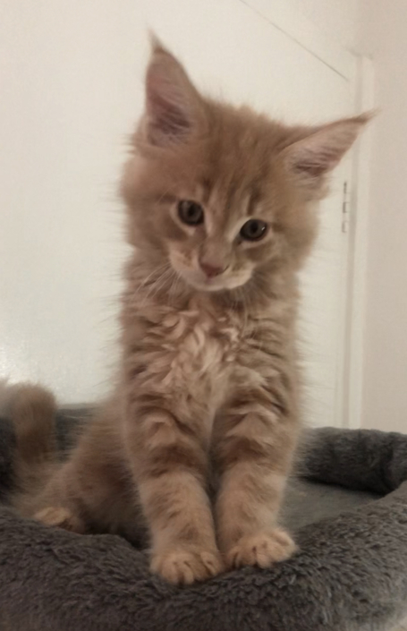 Parsacoon Spartacus