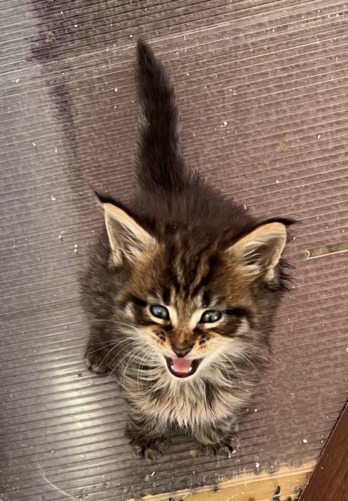 Parsacoon Tiger